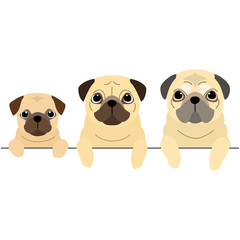 three generations of  Pugs border