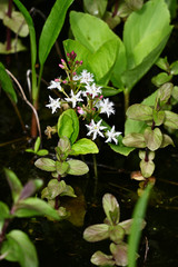 Tiny white flowers on stem with green leaves protruding from water surface.