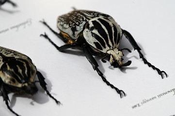 Beetle insect prepared by Latin labels on white paper.