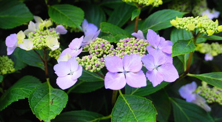 Beautiful colorful Hydrangea serrata flowers in the morning sun close up. Common names Mountain hydrangea and Tea of heaven.