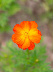 花丛中金黄色的波斯菊特写