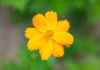 花丛中金黄色的波斯菊特写