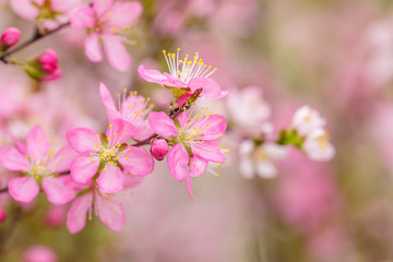 Obraz na płótnie Canvas pink flowers blooming in the garden
