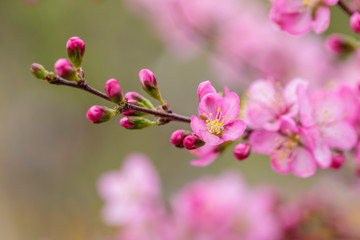 pink flowers blooming in the garden