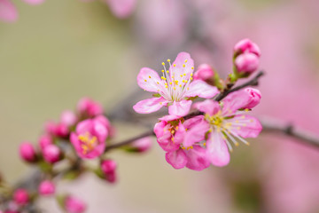 pink flowers blooming in the garden
