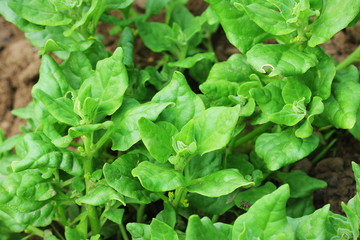 Tetragonia tetragonioides, New Zealand spinach growing in garden