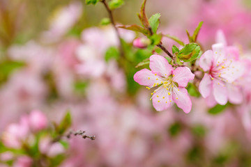 pink flowers blooming in the garden