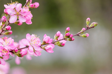 pink flowers blooming in the garden
