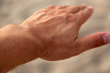Fototapeta premium a little insect on my hand