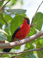 Yellow-crowned gonolek (Laniarius barbarus)
