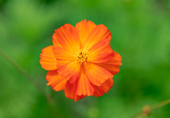 花丛中金黄色的波斯菊特写