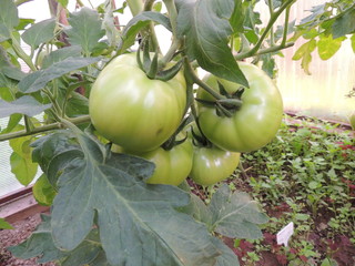 green tomatoes in the greenhouse.tomatoes on the branch.