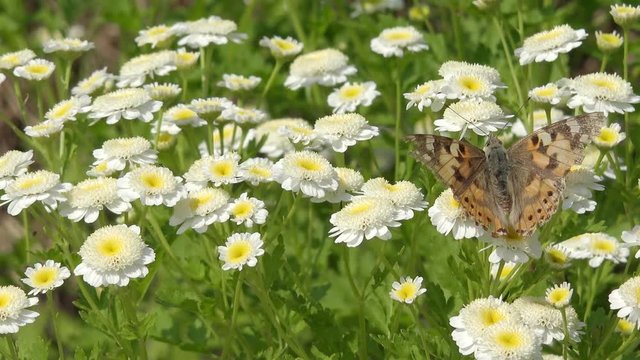 Flower Feverfew in the garden