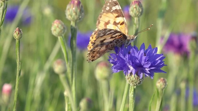 Butterfly  painted lady or thistle butterfly on blue  cornflower