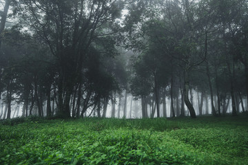 Forest Rain and fog On the Mountain