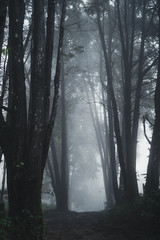 Obraz premium Forest Rain and fog On the Mountain