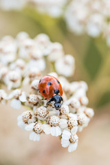 close up of a red ladybug resting on white yarrow flowers in the garden