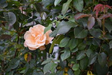 pink rose in the garden