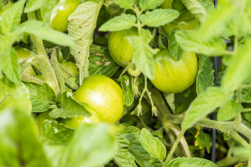 couple big green tomatoes grown in the garden 