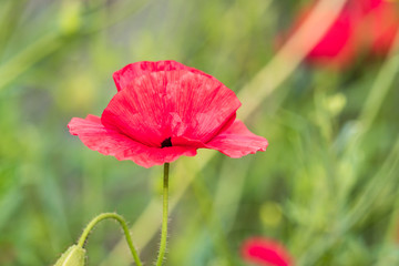 close up of one red poppy flower blooming in the field under the sun with green background