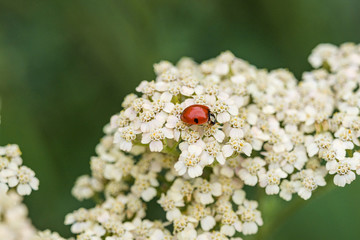 tiny red ladybug resting on top of dense yarrow flowers in the park under the shade with blurry green background © Yi