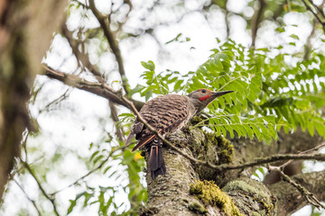 one wood pecked resting on the tree branch filled with green mosses under the bright sky