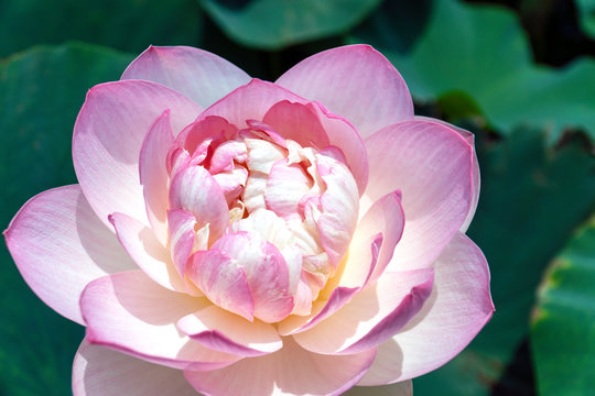 137 Best 多年性水生植物images Stock Photos Vectors Adobe Stock