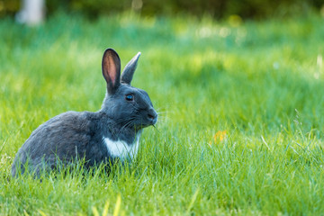 cute grey rabbit sitting on green grassy field eating while looking around under the shade