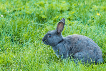 cute grey rabbit sitting on green grassy field under the shade