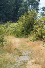 brown grasses covered trail under the sun with green bushes on both sides in the open field out of the forest