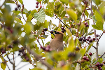 one beautiful Thrush bird eating tiny berries while hiding between dense branches on the tree