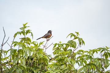 a songbird with orange belly singing on the top of the tree on an overcast day