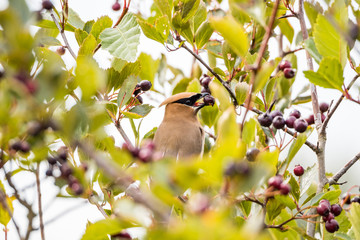 one beautiful Thrush bird eating tiny berries while hiding between dense branches on the tree