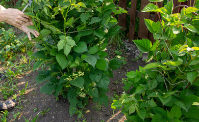 Hands tied raspberry bushes. Work in the garden. Care for shrubs in the garden.