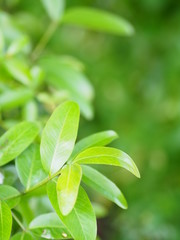 Closeup Green leaves on blurred greenery nature background with copy space using as background natural green plants landscape for copy write