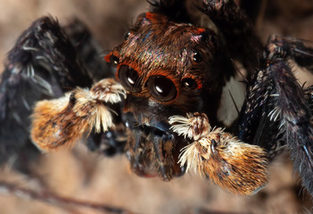 Macro Photo of Jumping Spider Isolated on The Soil