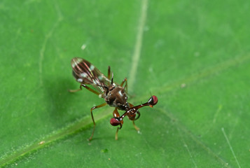 Macro Photo of Stalk-eyed fly on Green Leaf