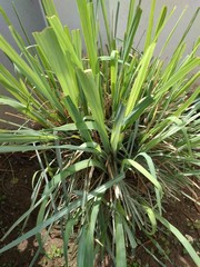 green plant in the garden