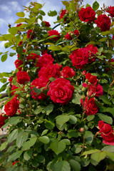 Red roses on a bush. layout for postcards