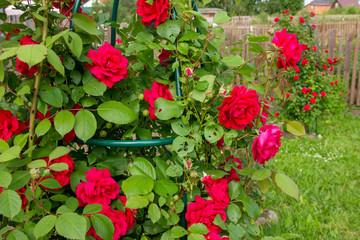 Red roses on a bush. layout for postcards