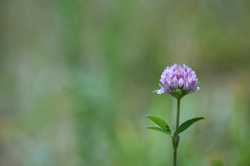  Close up of Flower in meadow. Copy space. 