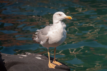 Obraz premium Yellow-legged gull bird with water on the background