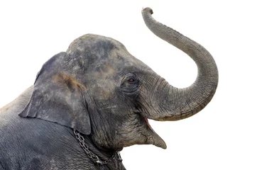  Asian elephant are showing lift (proboscis) on a white background, isolated. © stpadcharin