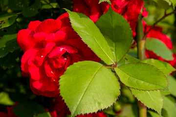 Red roses on a bush. layout for postcards