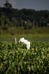 Crane on green grass