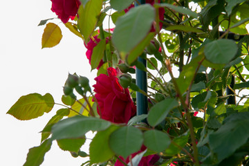 Red roses on a bush. layout for postcards