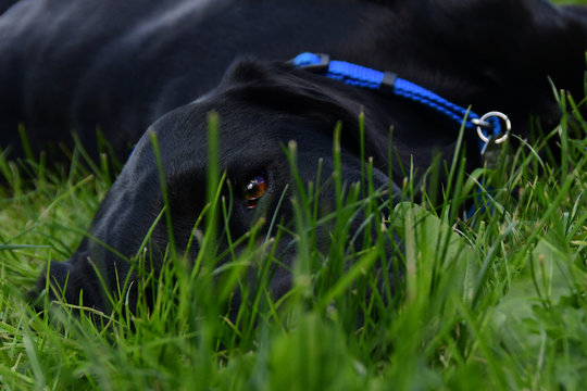 Black Lab Lying in the Grass