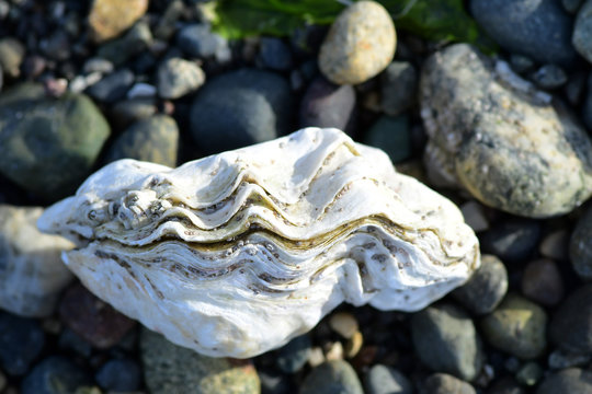 Close up of an Oyster on the Rocks