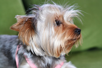 Puppy of the Yorkshire Terrier, the dog is lying on a green sofa, a large puppy portrait, vertical format, a puppy of 8 months