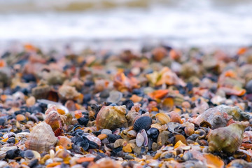 Many beautiful shells of rapan on the sand on the black sea coast. Close-up view with sea waves